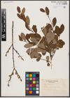 Foto von Salix aurita L.